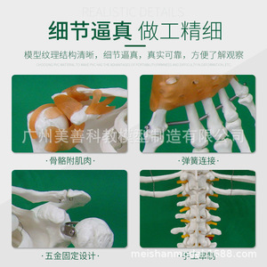 Modèle de squelette humain de 170 cm : Tutoriel du mini-cranium adulte - Colonne vertébrale humaine, ligaments latéraux (demi-coupe) - Product Image 2