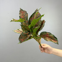 Réaliste fausse verdure à feuilles persistantes Calathea Dracaena fausses plantes faux palmier 14 feuilles plantes artificielles en pot pour la décoration intérieure