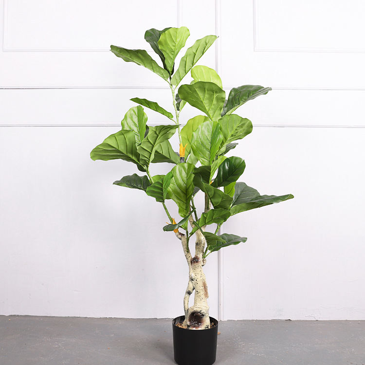 ต้นไทรใบใหญ่สูง 1.15 เมตร