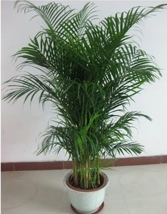 Ornements de jardin palmiers <span class=keywords><strong>en</strong></span> <span class=keywords><strong>bambou</strong></span> décoration d'hôtel palmier artificiel résistant au feu plante de palmier areca réaliste avec <span class=keywords><strong>pot</strong></span> - Product Image 4