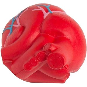 Venta Especial: Corazones Anatómicos con Venas, Juguetes Antiestrés, Pelota Antiestrés - Product Image 3