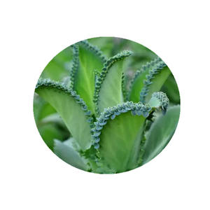 <span class=keywords><strong>Kalanchoe</strong></span> <span class=keywords><strong>Pinnata</strong></span> de marque privée OEM-Feuille de vie Lao Di Sheng Gen supplément 60 capsules - Product Image 2