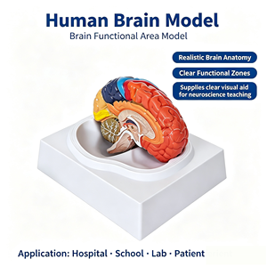 Modèle de zones fonctionnelles cérébrales codées par couleur pour l'enseignement de la neurologie <span class=keywords><strong>et</strong></span> de l'anatomie en faculté de médecine, formation aux compétences infirmières CE/ISO/ROHS/CNAS - Product Image 1