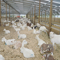 Estructura de acero para ganado, granja de ovejas, cobertizo de cabra/ganado, construcción de cobertizo, 2022