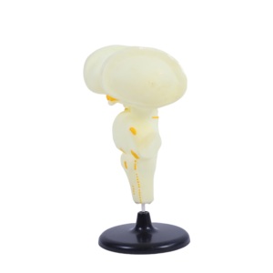 Herramienta médica <span class=keywords><strong>de</strong></span> enseñanza del modelo anatómico del tronco encefálico para la <span class=keywords><strong>clase</strong></span> <span class=keywords><strong>de</strong></span> biología y demostración <span class=keywords><strong>de</strong></span> anatomía - Product Image 1