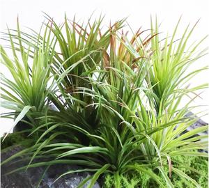 Planta Artificial Personalizada en Maceta, Flores y Plantas Artificiales <span class=keywords><strong>de</strong></span> Alta Calidad, Hierba Realista <span class=keywords><strong>de</strong></span> Colores, Hojas Artificiales Verdes - Product Image 3