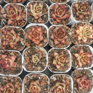 Plantas Suculentas Artificiales <span class=keywords><strong>Echeveria</strong></span> <span class=keywords><strong>Paso</strong></span> <span class=keywords><strong>Doble</strong></span> al por Mayor - Product Image 4