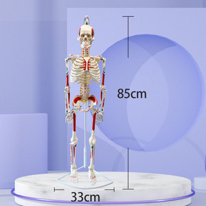 Squelette humain de 85 cm, modèle de simulation pédagogique, squelette complet, en PVC, peint et coloré à la main, usage médical. - Product Image 1