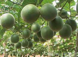 สารให้ความหวานแบบขายส่ง สารสกัดจากไซราเทีย กรอสเวโนรี 90% โมโกรไซด์/30% โมโกรไซด์ บรรจุ 1 กก./ถุง อายุการเก็บรักษา 12 เดือน ยี่ห้อเวียดเดลต้า - Product Image 6