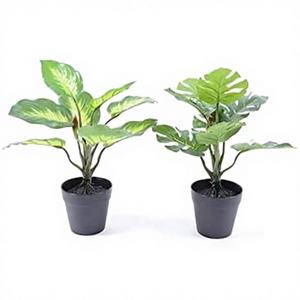 Planta Tropical Moderna en Maceta de Plástico de 30 cm para Interiores - Product Image 1