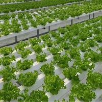 Système hydroponique NFT Seedafarm à croissance rapide et haut rendement, haute rigidité, cycle de récolte court, économie d'engrais et d'eau, 3 mois