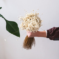 Groothandelsprijs Hoge Kwaliteit 12cm Gedroogde Chasmanthium Kunstmatige Ge conserveerde Mini Sterbloemen 12cm voor Valentijnsdag Kerstmis
