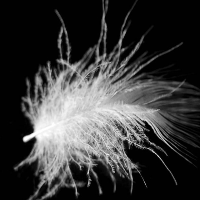 Manufacturer 2-4cm Washed Grey Duck Feather