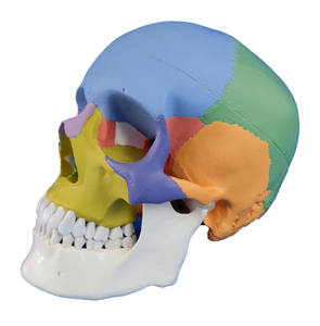 Modèle de tête humaine grandeur nature en PVC pour l'enseignement, modèle anatomique du crâne, modèle médical coloré du crâne - Product Image 2