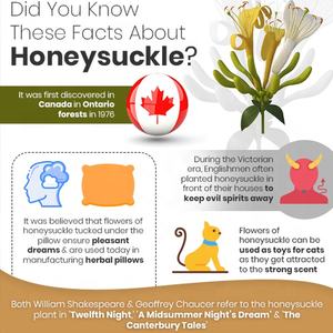 Lonicera japónica-flores de madreselva para la fabricación de té de hierbas, infusión tónica de té, pinzas de cóctel, colorante para pastel - Product Image 3