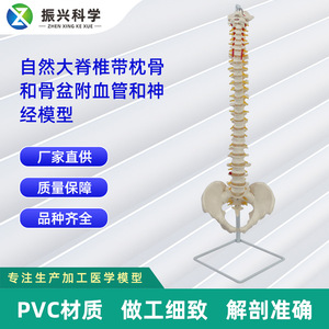 Modèle naturel des grandes ceintures vertébrales, du couteau crânien et des accessoires pelviens, y compris les vaisseaux sanguins et les nerfs ; - Product Image 5