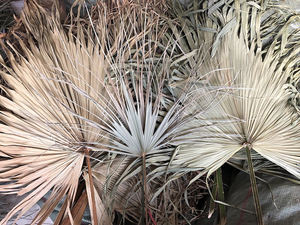 Feuilles de palmier séchées naturelles, décoration de mariage de maison de haute qualité, V194, en vente - Product Image 3