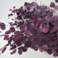 Fleurs décoratives en gros du Yunnan, feuilles d'eucalyptus séchées naturelles de haute qualité, eucalyptus Pupulus préservé pour la décoration de Noël