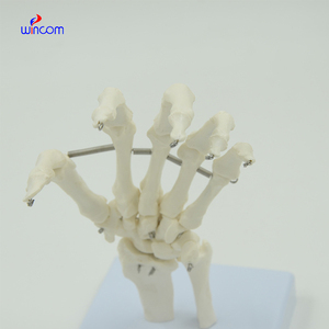 Modèle d'os de main humaine 1:1, taille adulte, os flexibles de la main, radius, ulne, squelette, anatomie, matériel éducatif, enseignement médical - Product Image 3