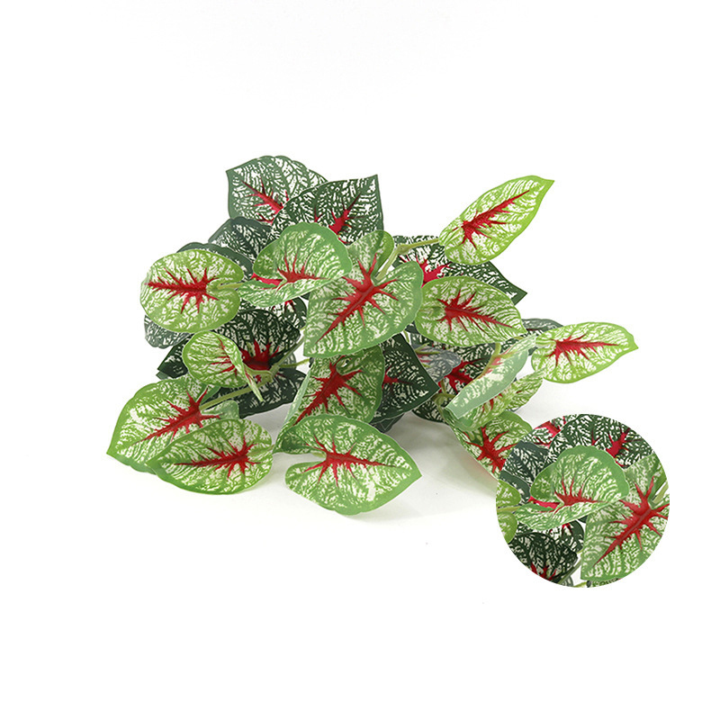 Red Leaf Caladium