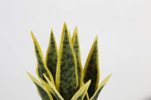 27 CM, <span class=keywords><strong>de</strong></span> plástico, venta madre falsa en la Ley <span class=keywords><strong>de</strong></span> la <span class=keywords><strong>lengua</strong></span> <span class=keywords><strong>de</strong></span> la serpiente Bonsai casa en macetas pequeñas macetas Planta Artificial - Product Image 2