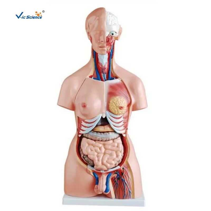 Model Kemben Kualitas Tinggi 23 Bagian Model Torso Anatomi Manusia 85CM Model Torso Uniseks