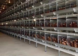 Utilisation à long terme Cage à volaille de type H Cages économiques pour animaux pour la ponte et la ponte des œufs Poulailler utilisé - Product Image 6