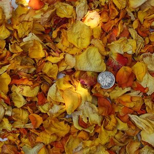 Pétales de rose séchés naturels à l'arôme intense, petits pétales de rose séchés pour sachets d'encens, savons, bougies, confettis de mariage, vente en gros - Product Image 2