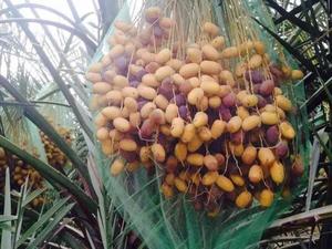 Nhà Máy Bán buôn tùy chỉnh chất lượng cao màu xanh lá cây Mono ngày túi lưới - Product Image 6