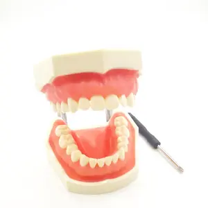 نموذج تعليم أسنان طبيعي يمكن فصله وبسعر منخفض نموذج معياري لممارسة طب الأسنان