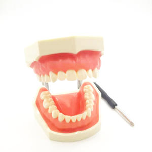 Modèle d'implant <span class=keywords><strong>dentaire</strong></span> amovible à 28 dents, modèle de <span class=keywords><strong>dentaire</strong></span> de haute qualité pour la démonstration scientifique médicale - Product Image 3