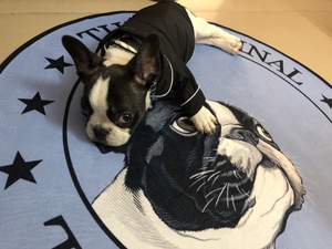 Alfombrilla para cama de dibujos animados de <span class=keywords><strong>perro</strong></span>, almohadas encantadoras para dormir de <span class=keywords><strong>cachorro</strong></span> para perros pequeños y grandes, novedad - Product Image 2