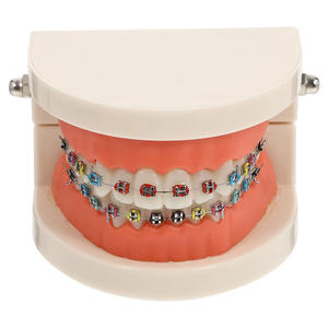 แบบจำลองทันตกรรมจัดฟันพร้อมเหล็กจัดฟันแบบมีสี อุปกรณ์สอนสำหรับการรักษาทางช่องปาก สำหรับผู้ใหญ่ - Product Image 5