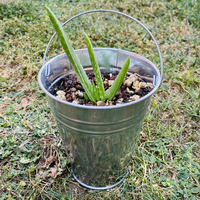 Seaux en métal de décoration seau galvanisé de 5 pouces pour décorations de mariage centres de table pour les jardinières de jardin de fête