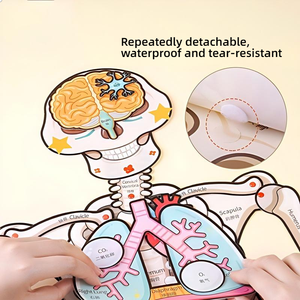 Modelo de anatomía de órganos internos del esqueleto <span class=keywords><strong>humano</strong></span>, estructura corporal para niños, juguete de aprendizaje cognitivo para educación temprana, biología y ciencia - Product Image 3