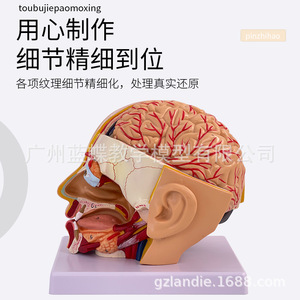 Modèle de tête et d'artères cérébrales ; Modèle anatomique du cerveau humain ; Cavité buccale, nez et gorge ; Chirurgie de la tête et du cerveau ; Cerveau - Product Image 1