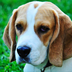 Chenistory 5d pittura diamante fai da te cane e ricamo di bellezza punti <span class=keywords><strong>croce</strong></span> trapano completo pittura diamante per adulti - Product Image 1