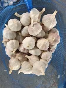 Proveedor de Ajo Chino, Ajo al por Mayor, Ajo Fresco, Vegetales, Exportador de Ajo en China, Ajo/Ajo Fresco - Product Image 3