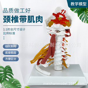 Modèle avancé des muscles de la colonne cervicale, de l'artère carotide, de l'os occipital, du disque intervertébral et des nerfs ; colonne cervicale humaine - Product Image 1