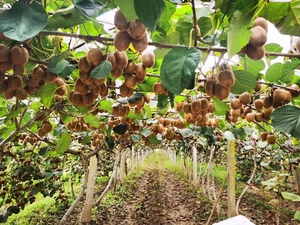 Commercio all'ingrosso della fabbrica di <span class=keywords><strong>Kiwi</strong></span> freschi Premium cinesi per l'esportazione popolare - Product Image 5