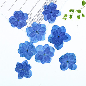 Fleurs d'hortensia bleues à double pétale, séchées et pressées, pour la résine, les coques de téléphone, les marque-pages, le scrapbooking et les loisirs créatifs - Product Image 2