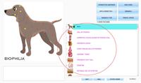 Scanner NLS Biophilia Guardian 2026 pour professionnels vétérinaires, outil de diagnostic de santé des animaux de compagnie, détection non invasive