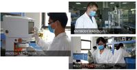 Mouse Tissue Inhibitors of Metalloproteinase 2 (TIMP-2) ELISA Kit
