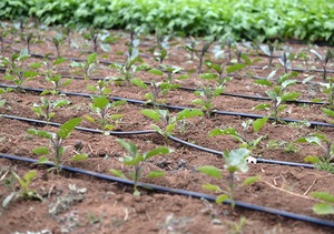 Kits de Sistema de <span class=keywords><strong>Riego</strong></span> <span class=keywords><strong>por</strong></span> <span class=keywords><strong>Goteo</strong></span> Subterráneo de Material PE, Cinta de <span class=keywords><strong>Riego</strong></span> <span class=keywords><strong>por</strong></span> <span class=keywords><strong>Goteo</strong></span>, Manguera para <span class=keywords><strong>Riego</strong></span> Agrícola - Product Image 4