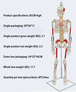 Sciedu <span class=keywords><strong>Skeleton</strong></span> mô hình 85cm mềm treo toàn bộ cơ thể màu <span class=keywords><strong>Skeleton</strong></span> mô hình (phun) hỗ trợ giảng dạy mô phỏng bộ xương người mô hình - Product Image 3