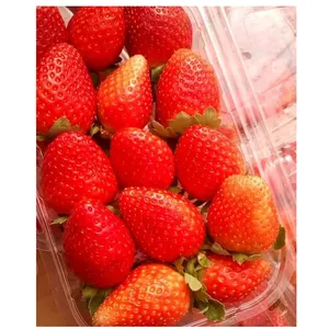 High Quality And 100% Natural Sweet Delicious Fruits Fresh Strawberry Red Sweet Strawberry Weight Origin From Egypt For Ecport