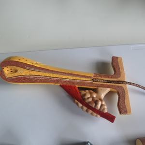 NOUVEAU! Modèle anatomique de haute qualité du cuir chevelu humain - Product Image 4