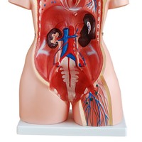 Modèle de torse hermaphrodite médical pédagogique de 85 cm, 23 parties, mannequin corporel détaillé, 23 organes humains détachables, CE/ISO