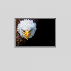 Tableau imprimé sur toile : majestueux aigle chauve pour décoration de loft, toile encadrée blanche - Product Image 2