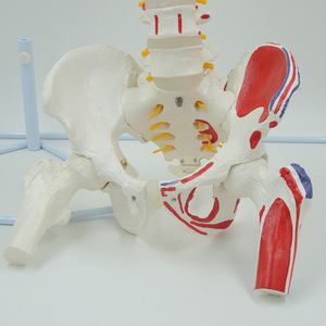 Instrument pédagogique médical en dermatologie : Modèle de colonne vertébrale adulte ; modèle de structure de la colonne vertébrale et du bassin humains semi-coloré. - Product Image 2